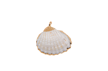 Real Sea Shell